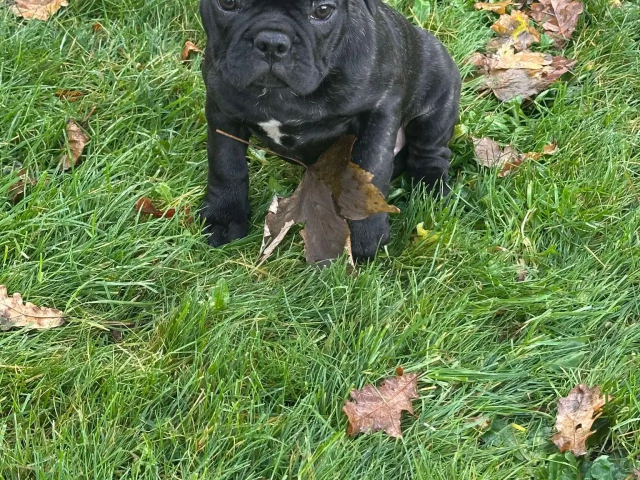 Billede 4 - Fransk bulldog / Brindle November!