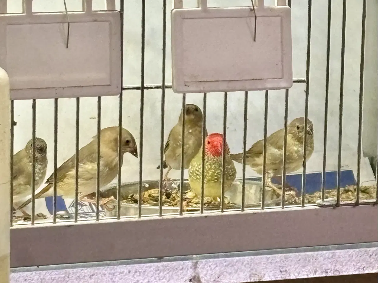 Billede 3 - Korthalt, blåhovedet papegøjeamadine og sivastrild