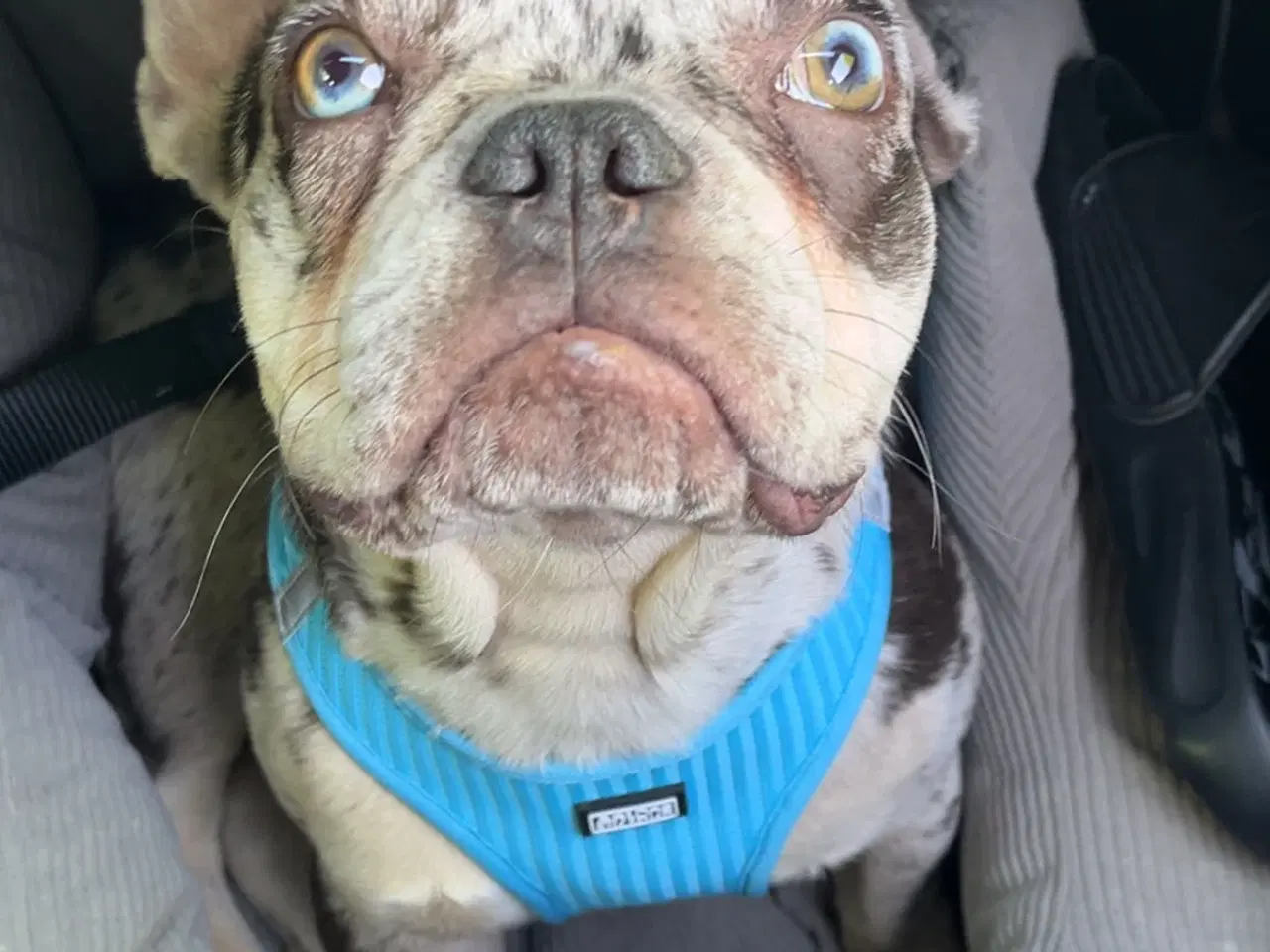 Billede 4 - 🐾Hanhund til avl - IKKE SALG🐾