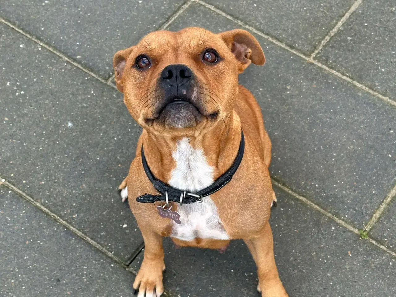 Billede 3 - Staffordshire Bull terrier tæve 
