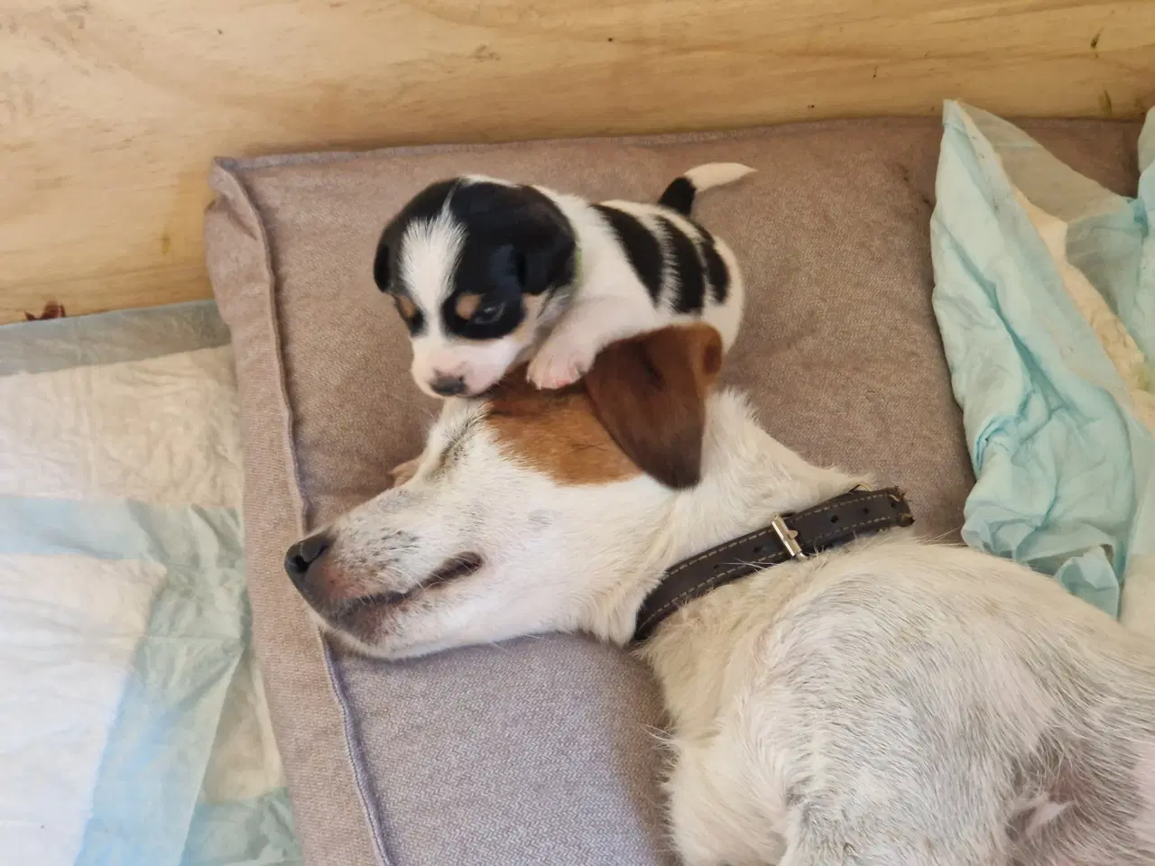 Billede 2 - Dansk svensk gårdhund jack russel