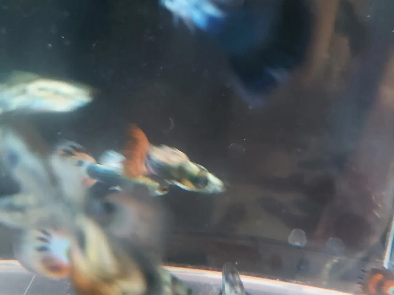 Billede 2 - Guppy 