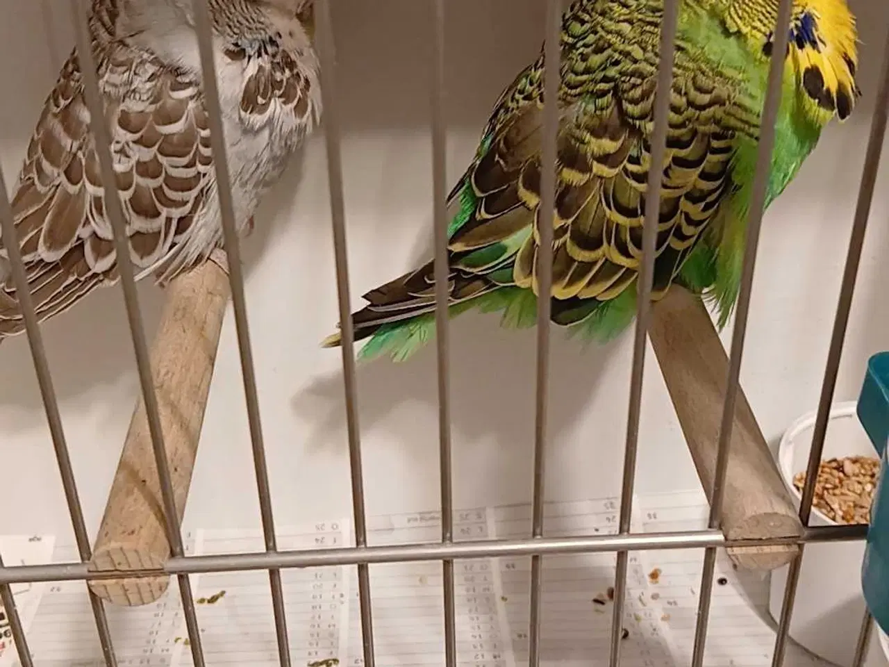 Billede 5 - 1 par Engelske undulater