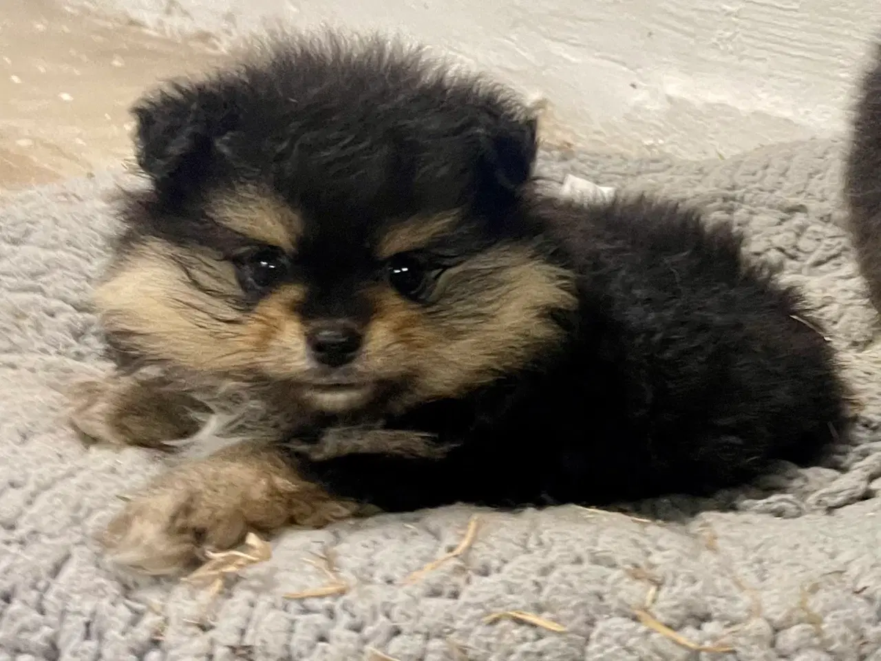 Billede 2 - B&t Pomeranian dreng