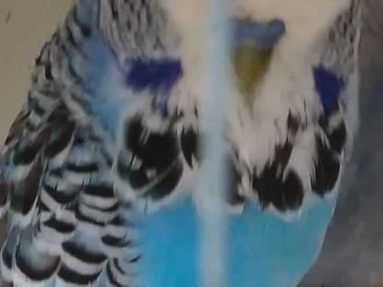 Billede 1 - Undulater