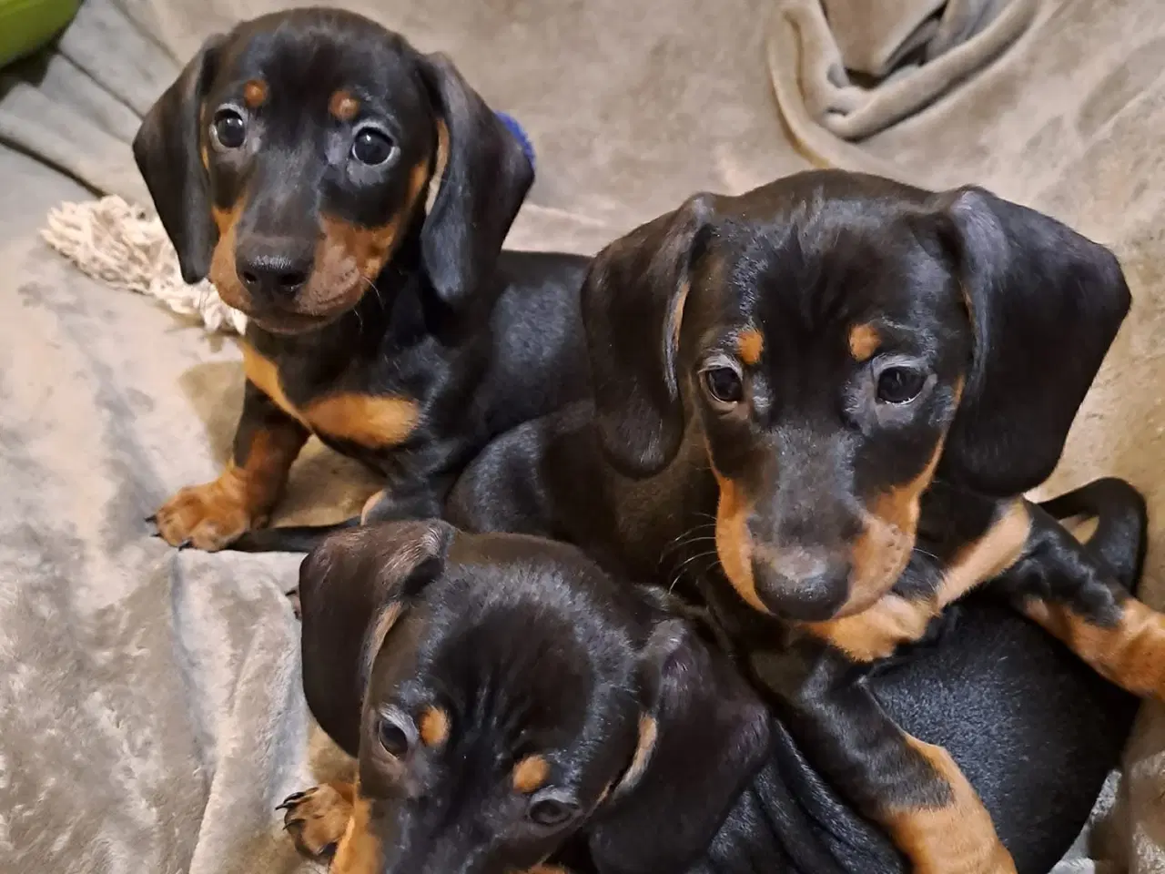 Billede 3 - tre sunde, legesyge og smukke dværg Gravehund -dre