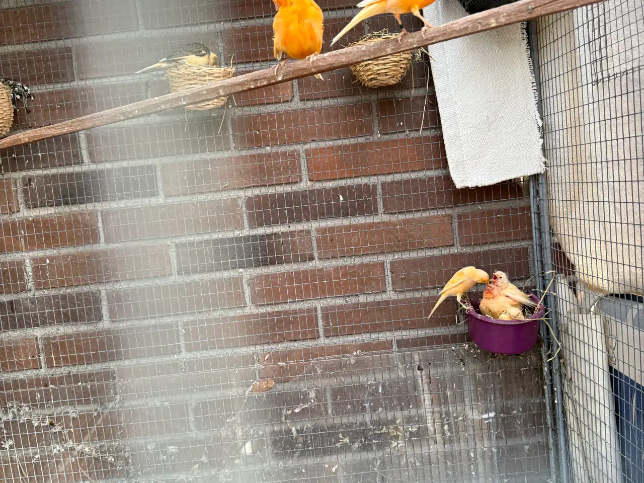 Billede 7 - Unge Kanariefugle 