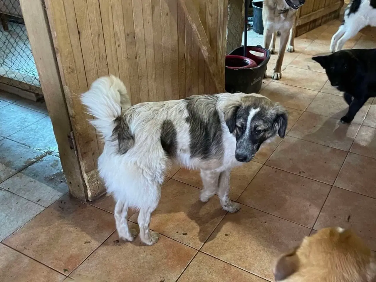 Billede 5 - Smukkeste Pepper søger familie 😍