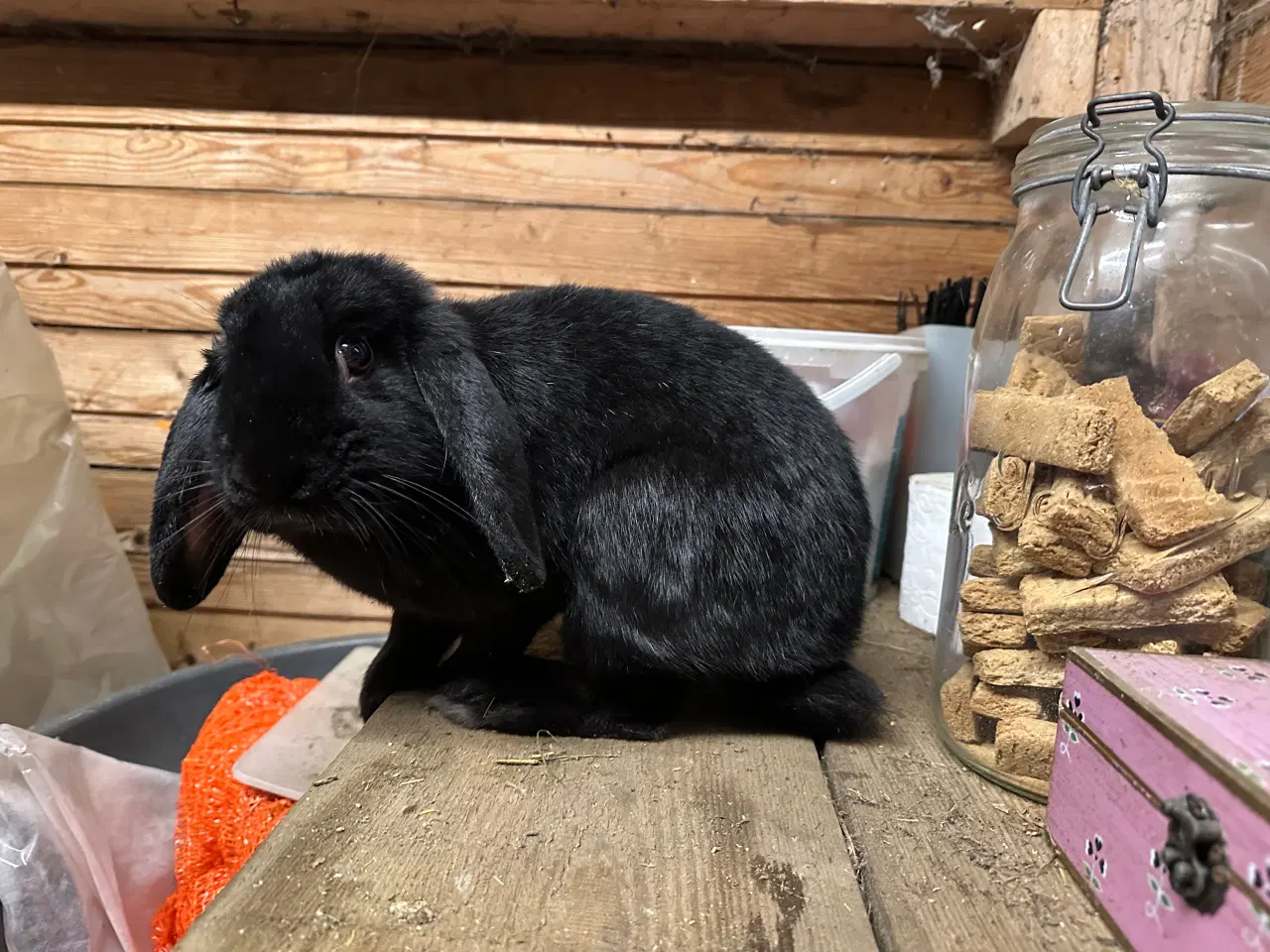 Billede 6 - Østrigsk Hopkanin / Kælekanin sælges