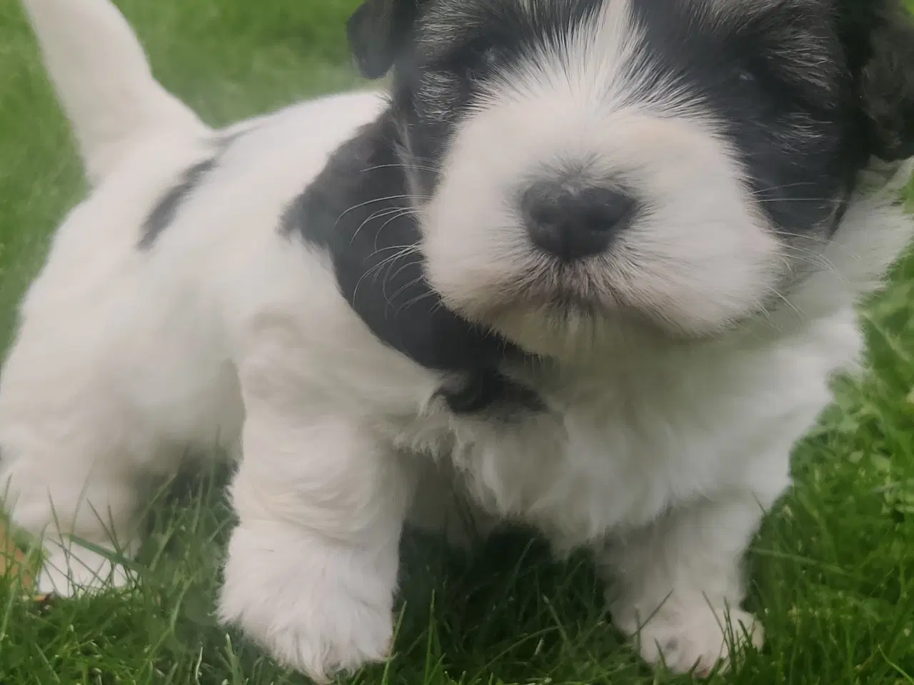 Billede 5 - Coton de Tulear hvalpe 