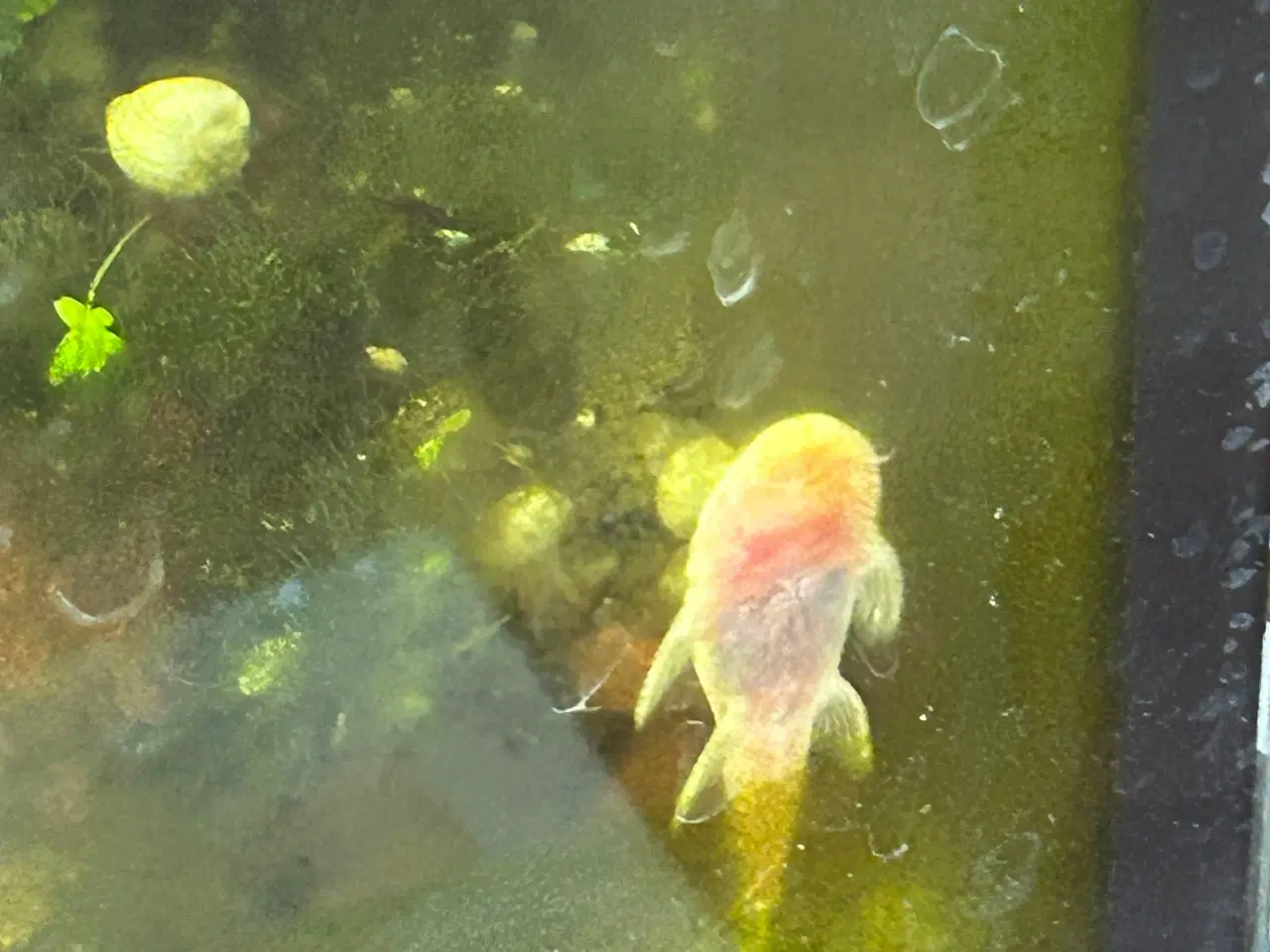 Billede 4 - ❄️🐟 Snow White Ancistrus – flotte hvide maller