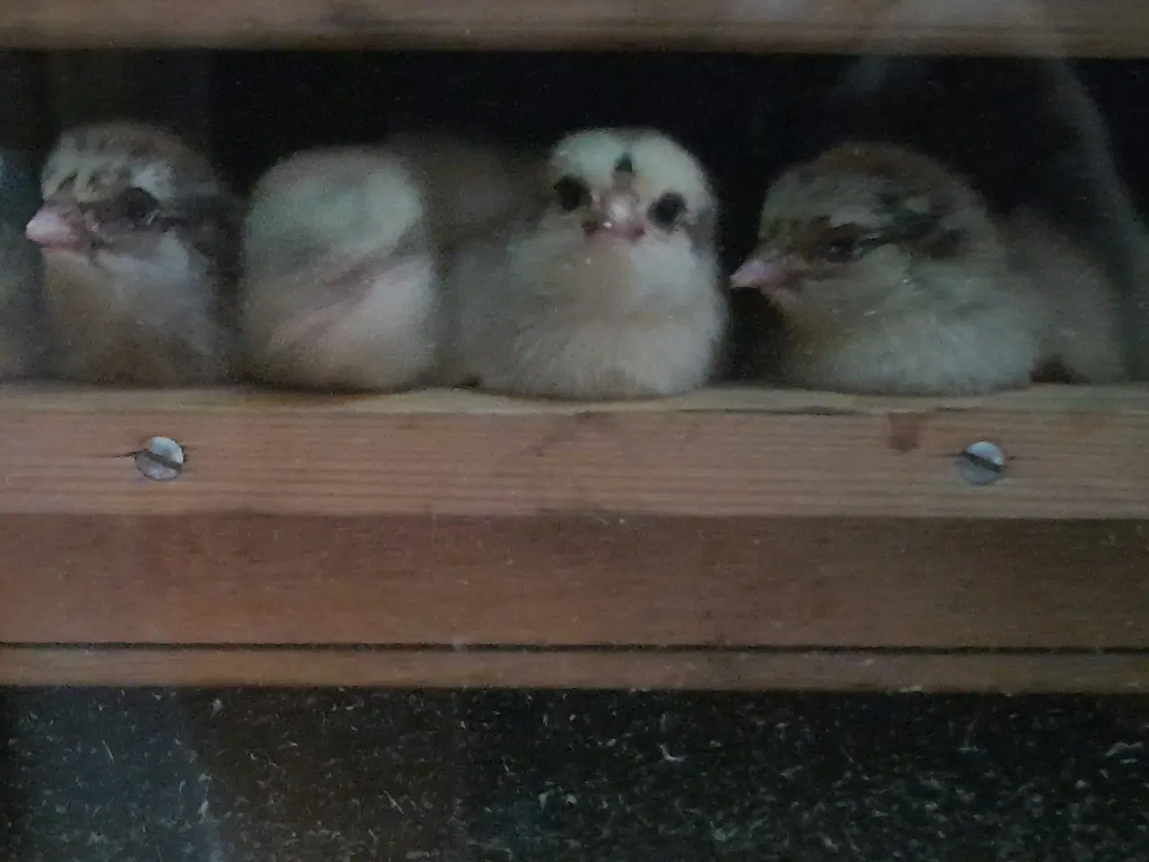 Billede 1 - Daggamle Sølv sort båndede Dværg Wyandotter