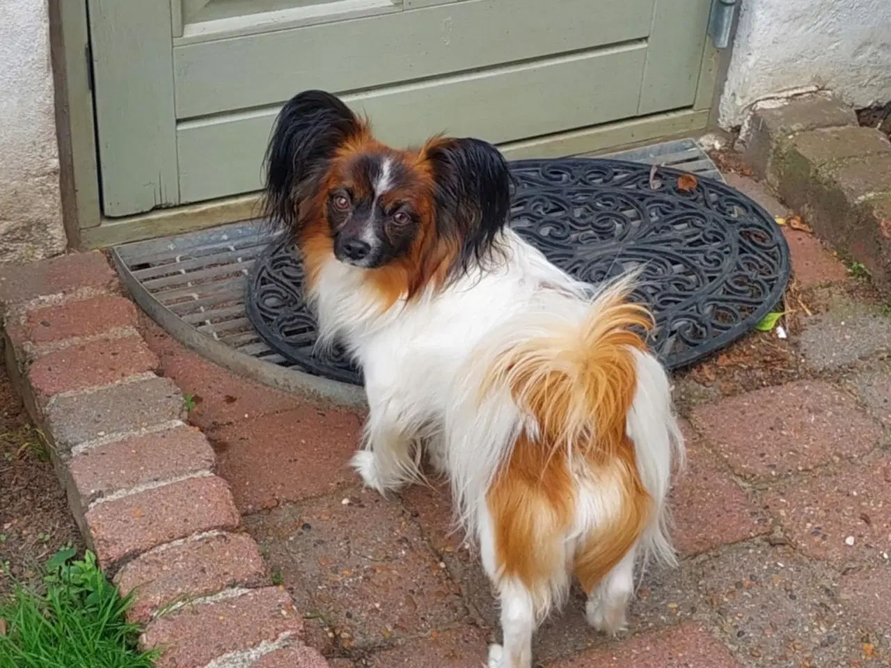 Billede 7 - Papillon dreng 3 år