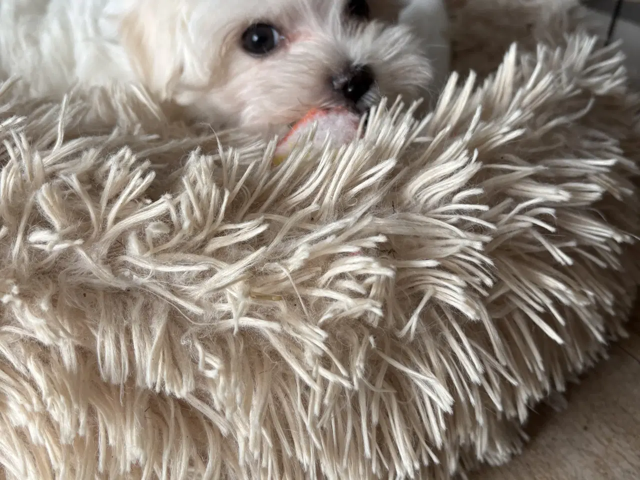 Billede 6 - Mini/micro malteser