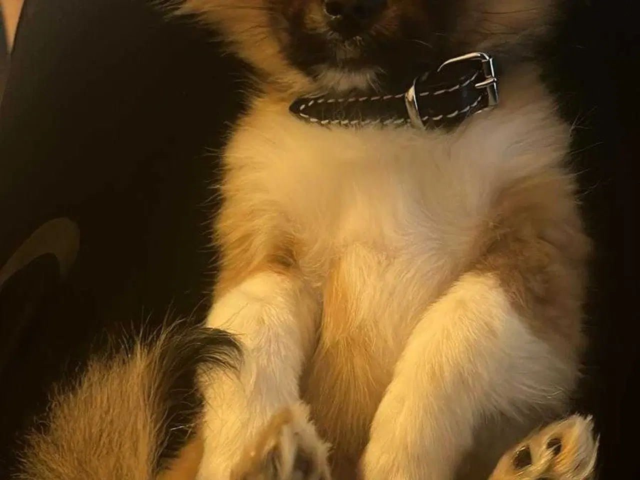 Billede 4 - Pomeranian han hund 