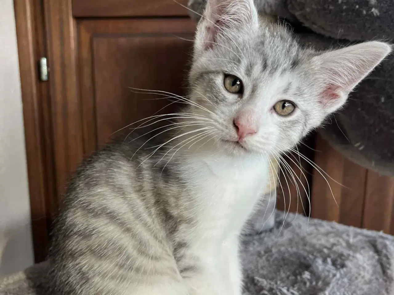 Billede 7 - 4 skønne killinger, hvor mor er Maine Coon sælges