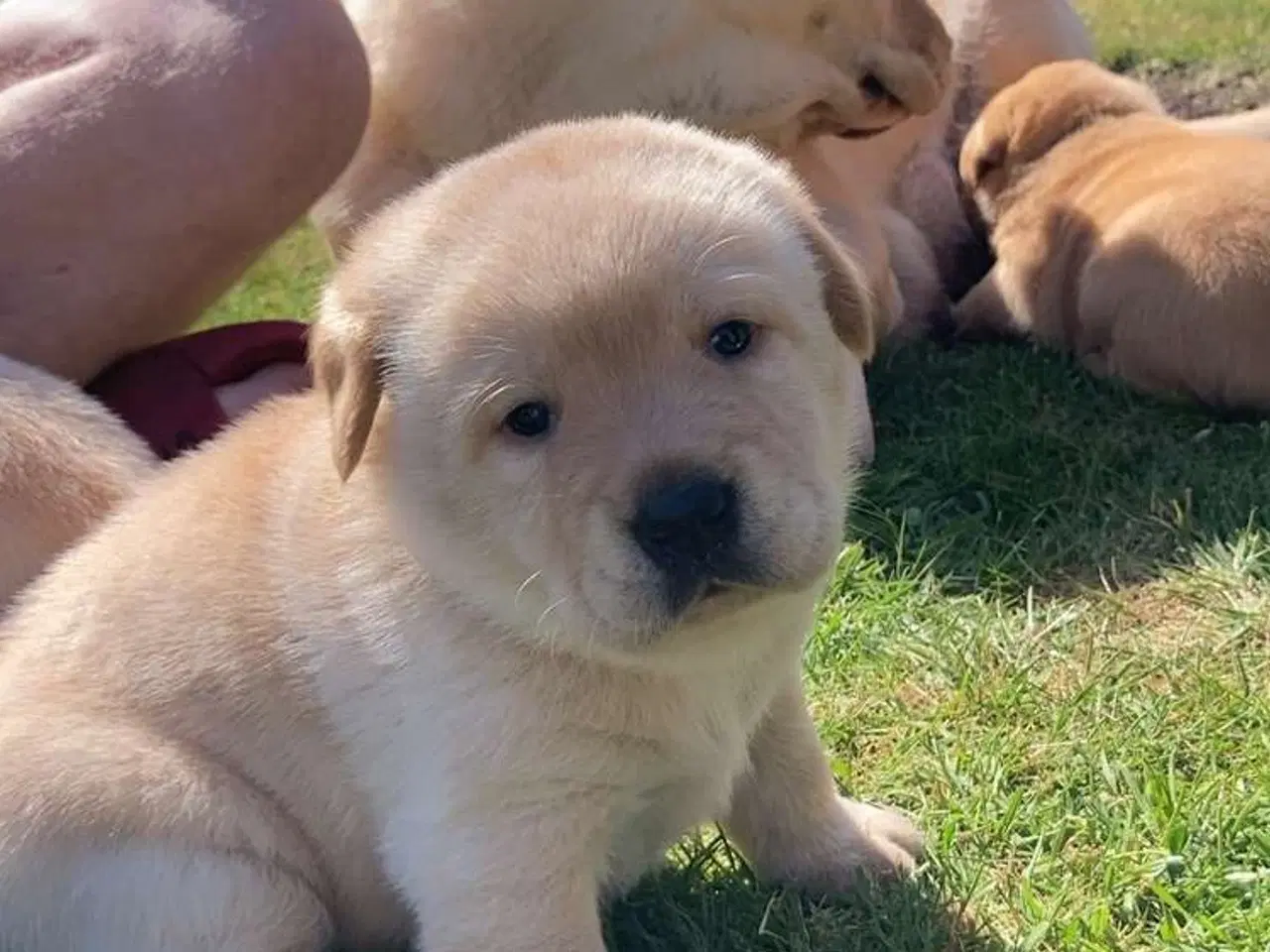 Billede 12 - Blandings Hvalpe 3/4 labrador 1/4 chow chow