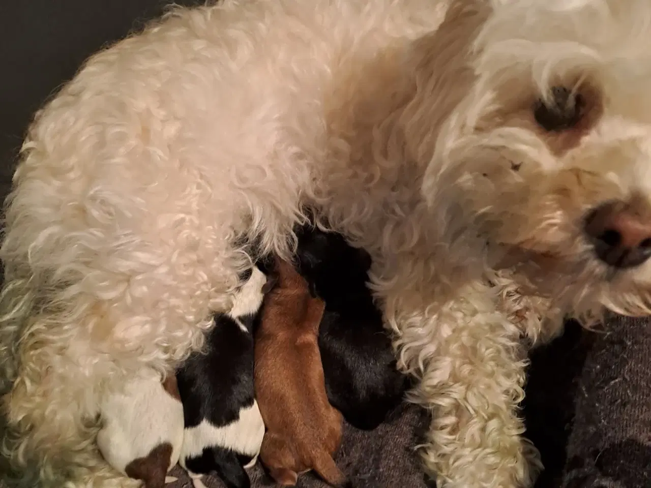Billede 3 - Maltipoo/Papillion