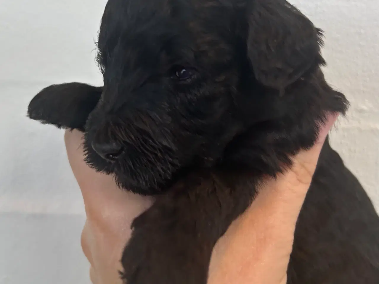 Billede 3 - Goldenlabradoodle Hubert