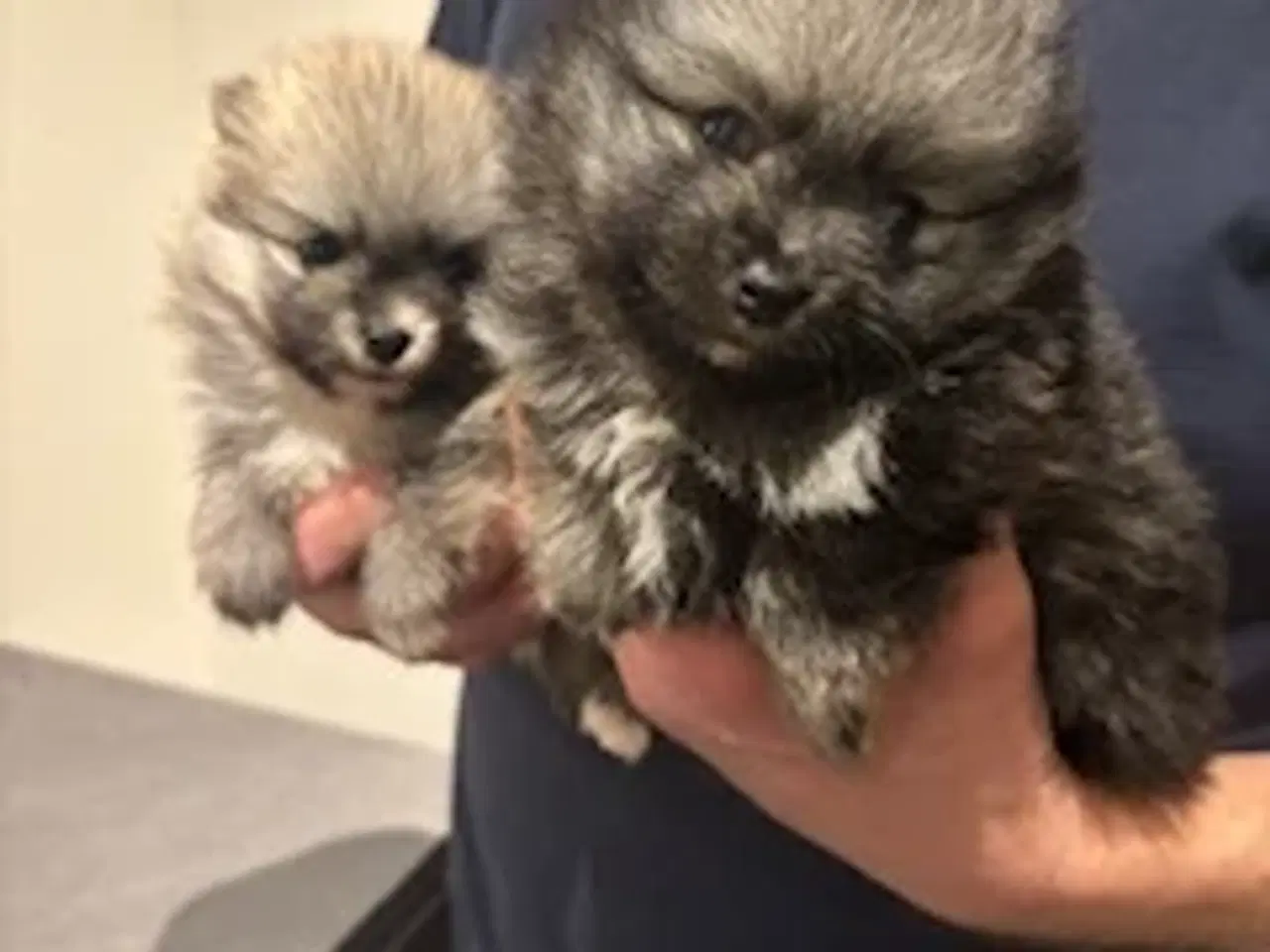 Billede 1 - Pomeranian hvalpe