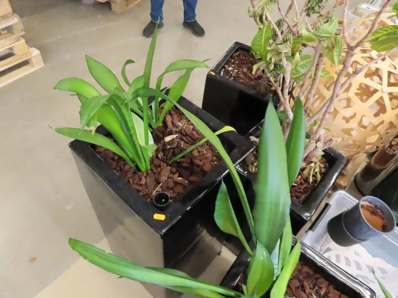 Billede 3 - Planter/krukker