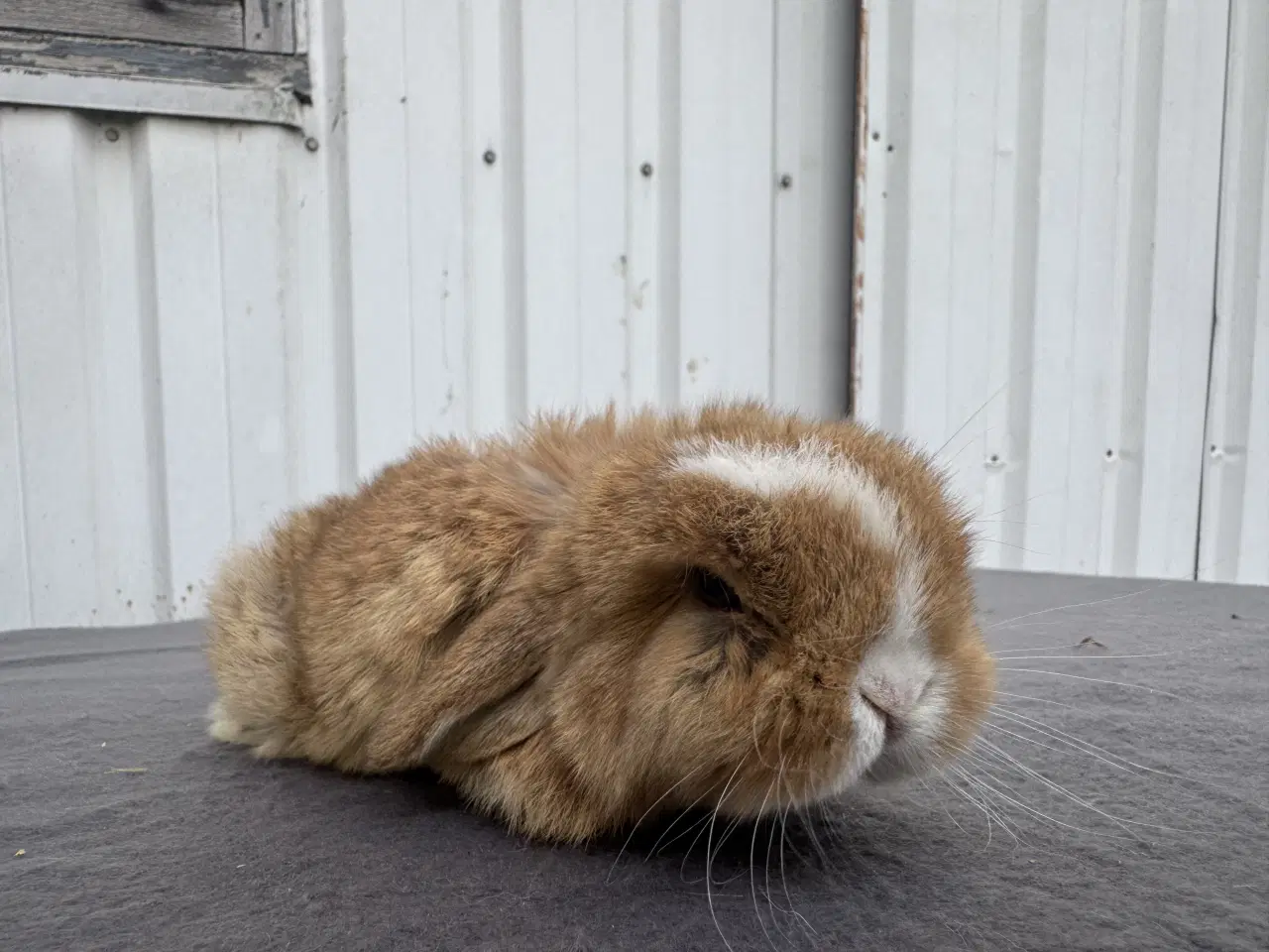 Billede 3 - Mini lop hunkanin