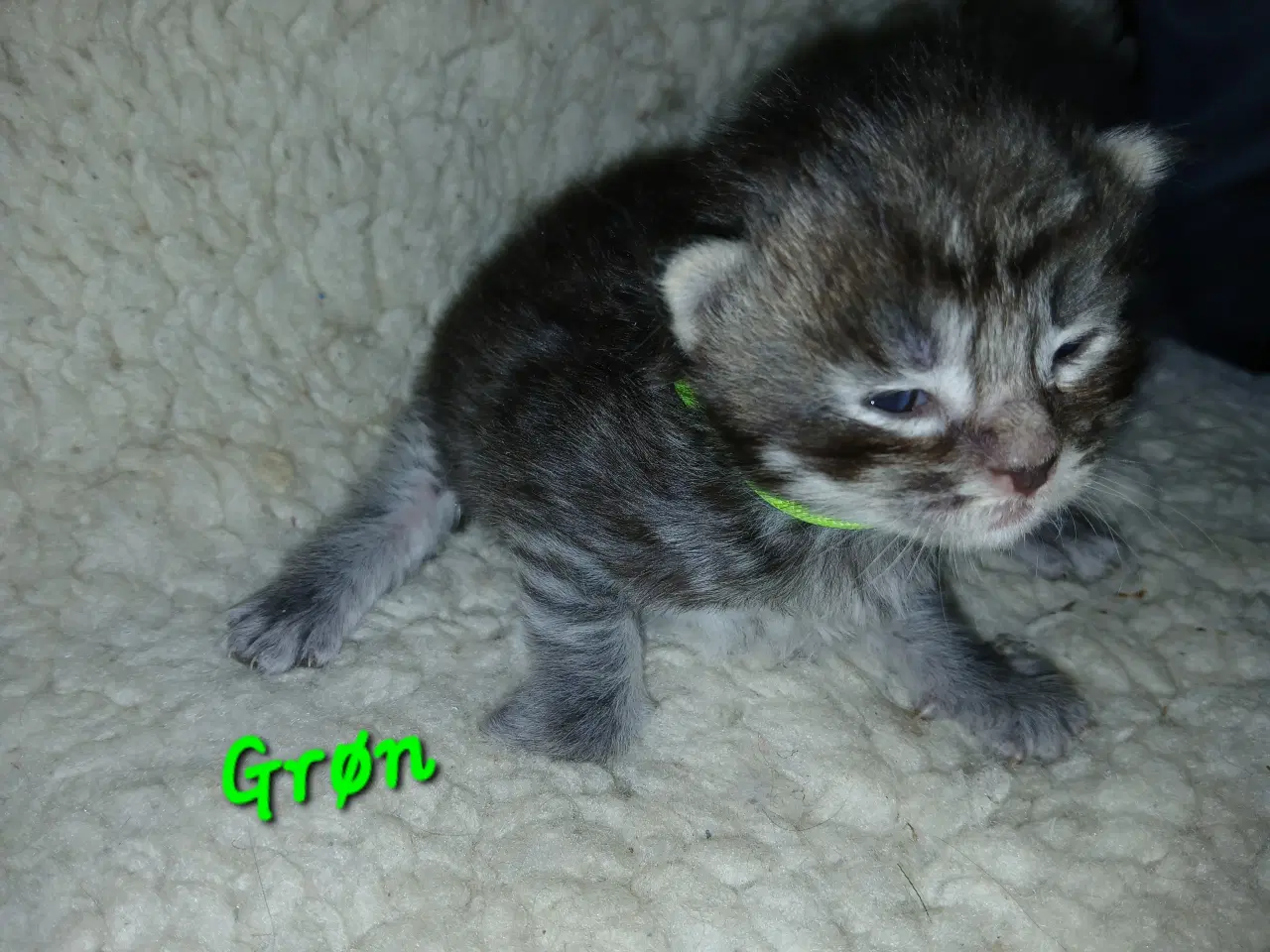 Billede 5 - Smukke maine coons