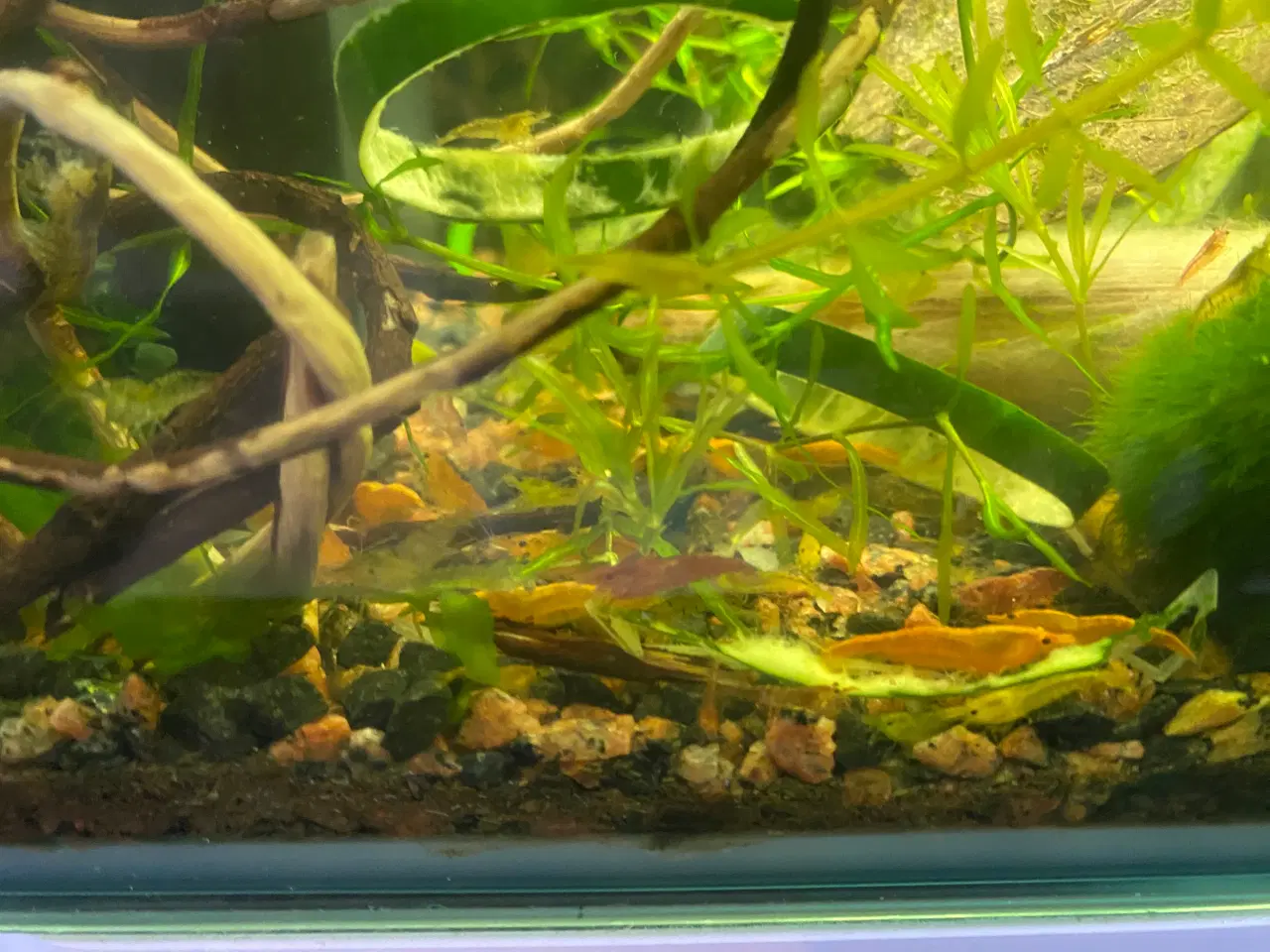 Billede 3 - Akvarie SuperFish Home med rejer og planter