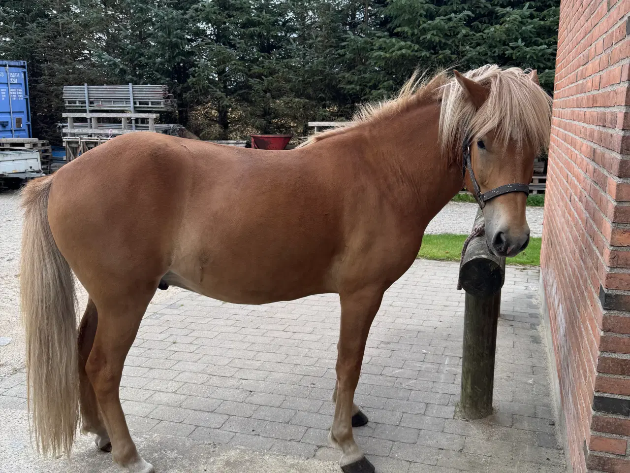 Billede 2 - Stor 6 års islændervallak