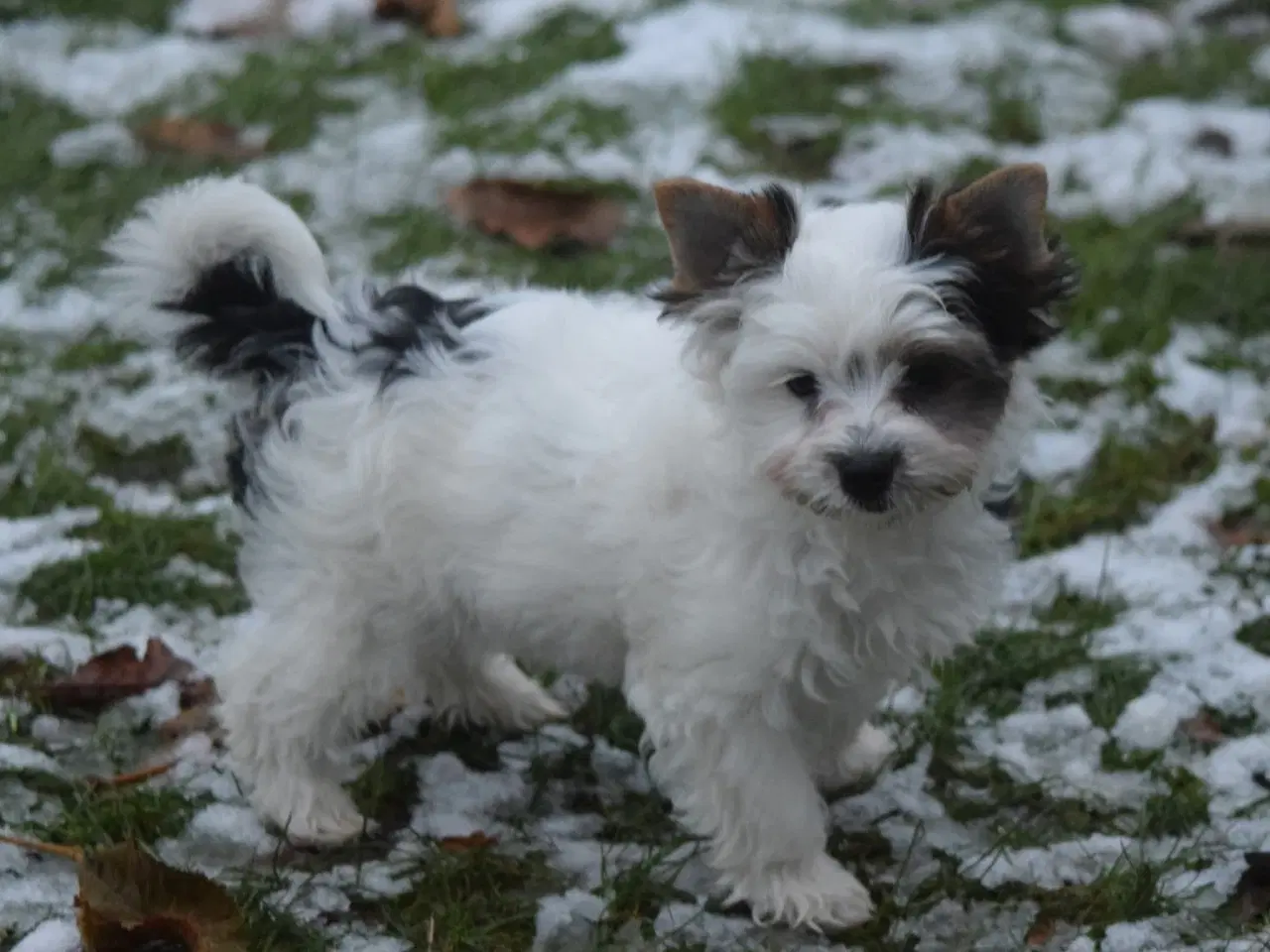 Billede 2 - Biewer Yorkshire terrier dreng