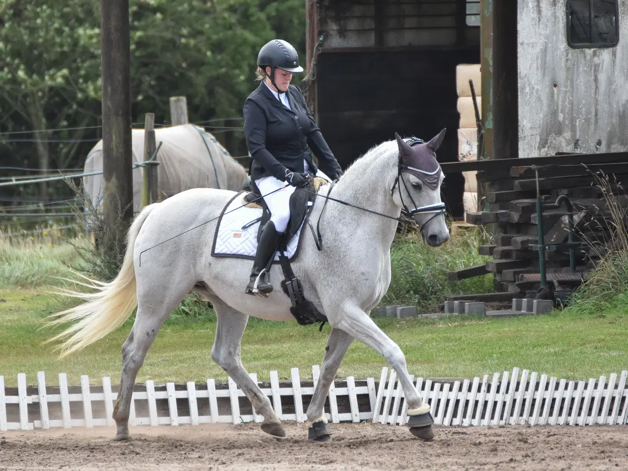 Billede 3 - Udlån/træningshest søges!