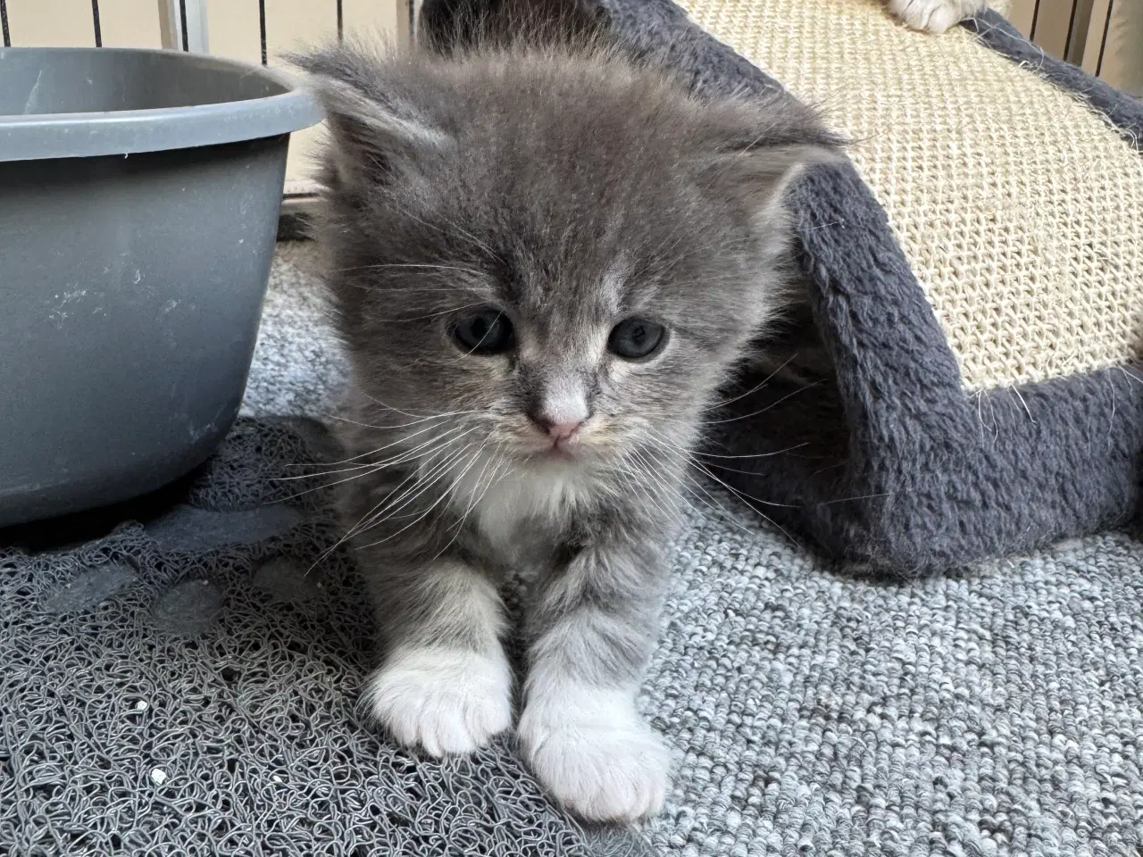 Billede 10 - Maine Coon hankilling sælges