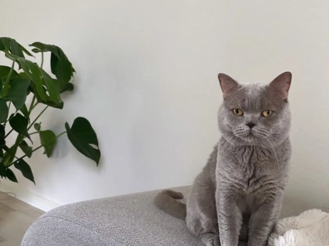 Billede 11 - British Shorthair killinger søger nyt hjem