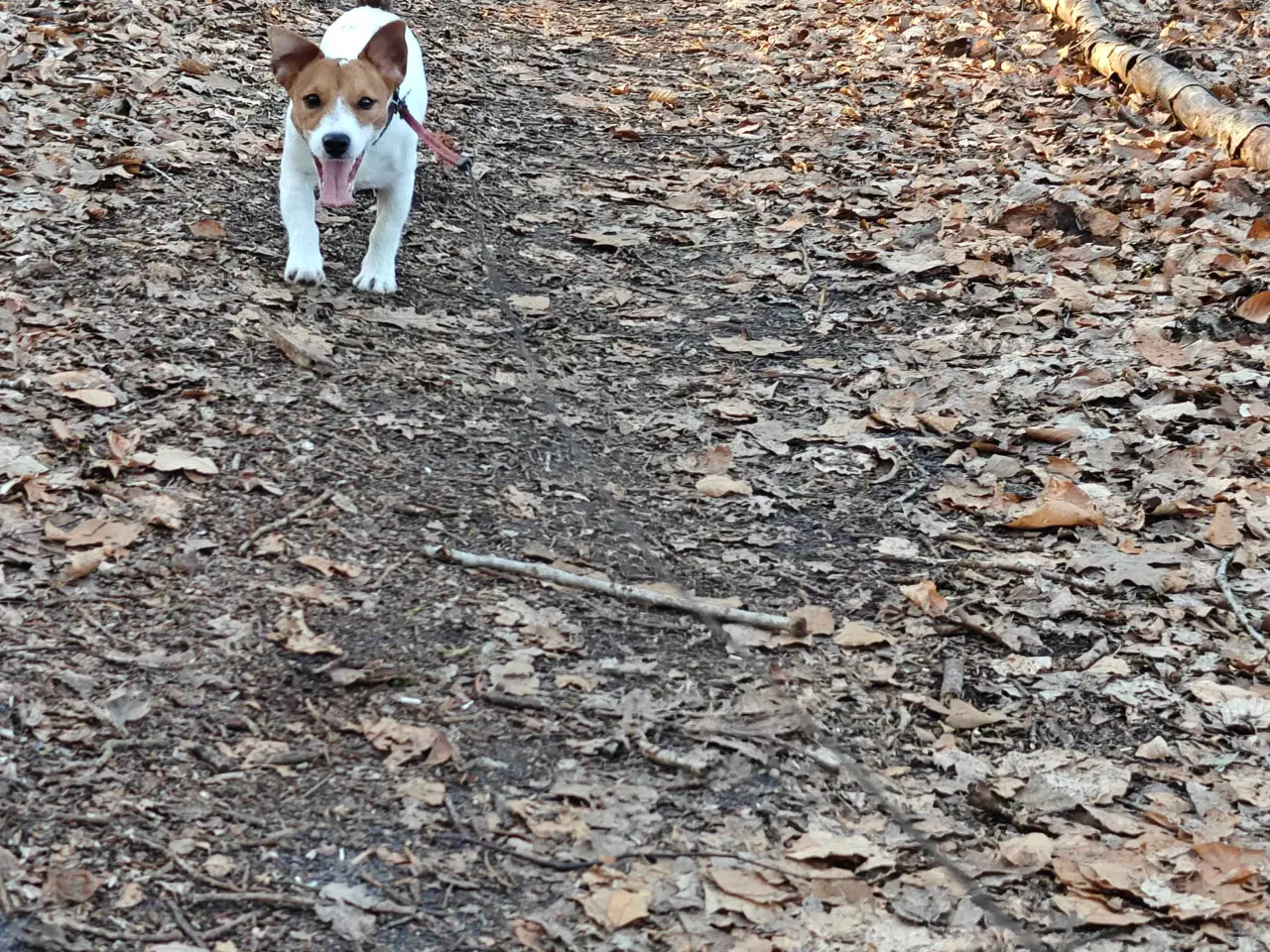 Billede 5 - Jack Russell Terrier Han