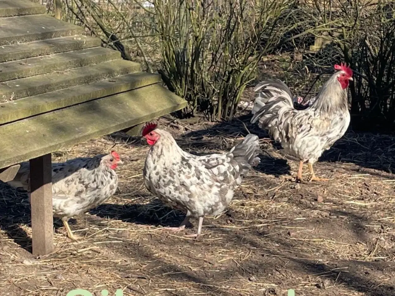 Billede 4 - Daggamle kyllinger og rugeæg 