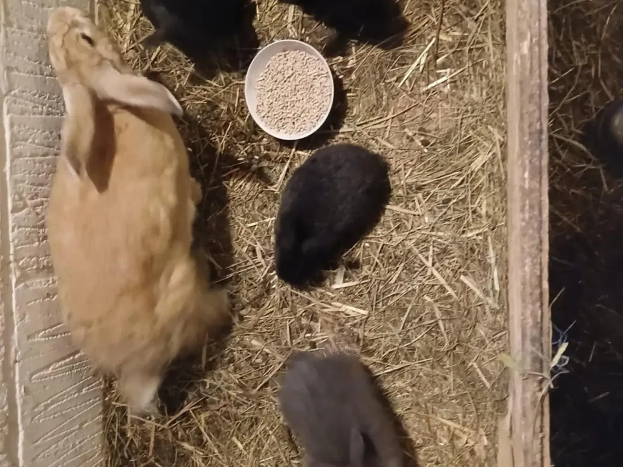 Billede 2 - Kaniner i alle aldre sælges