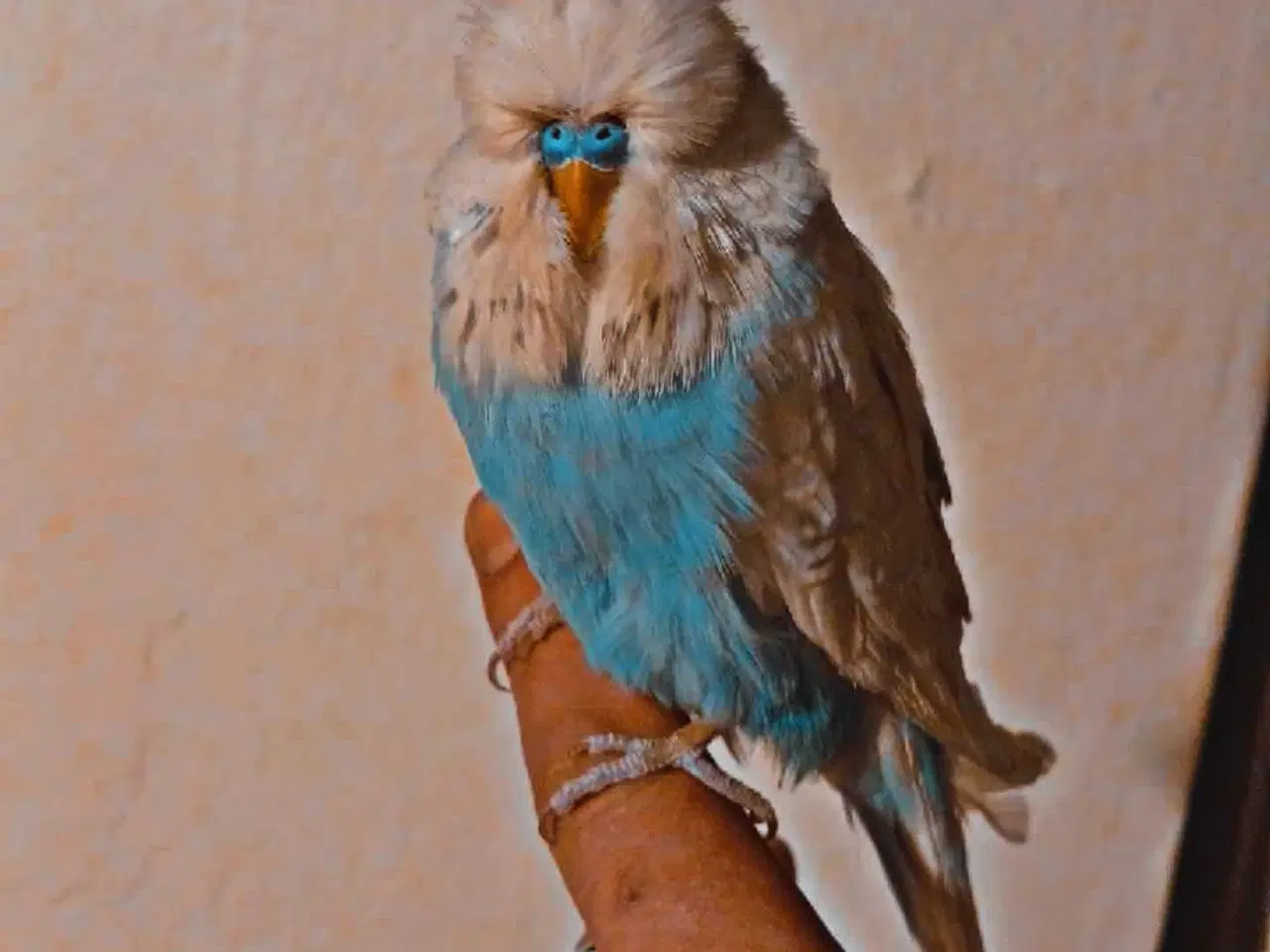 Billede 3 - Fin engelsk undulat han