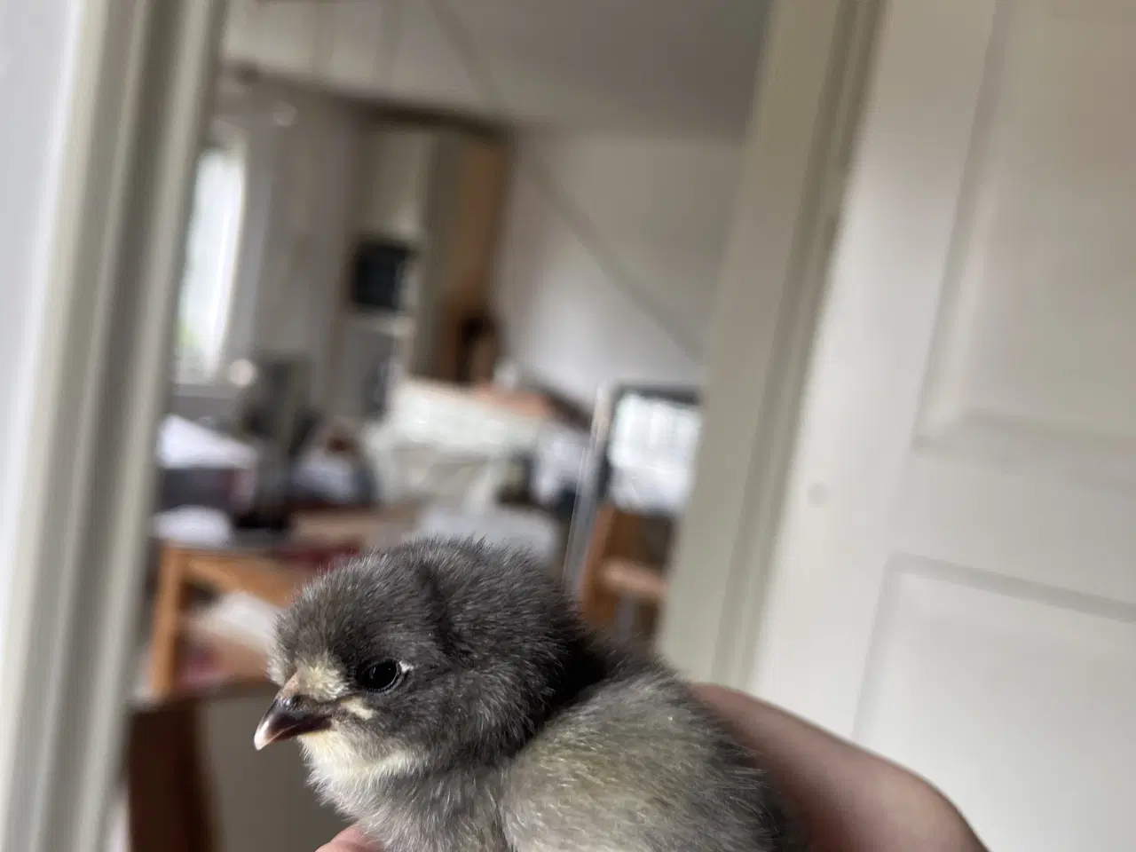 Billede 5 - Små kyllinger fra blå/grønne æg 