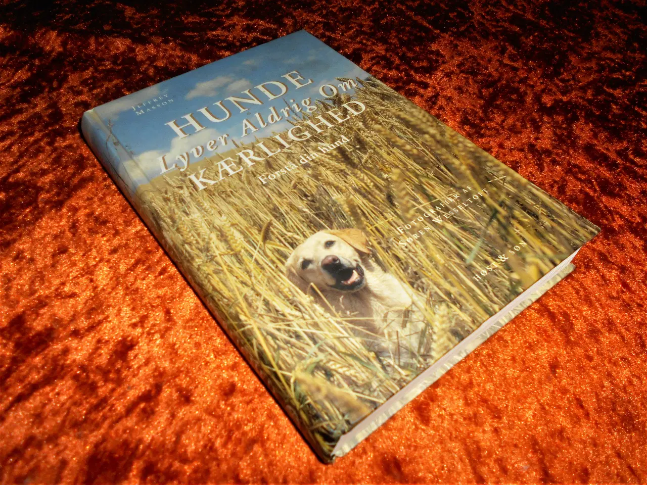 Billede 1 - Hunde lyver aldrig om kærlighed, Jeffrey M. Masson