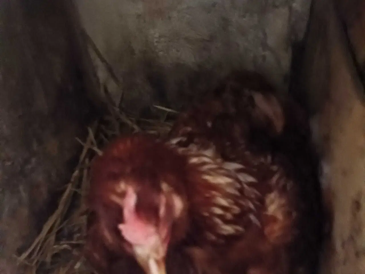 Billede 2 - Skruk høne