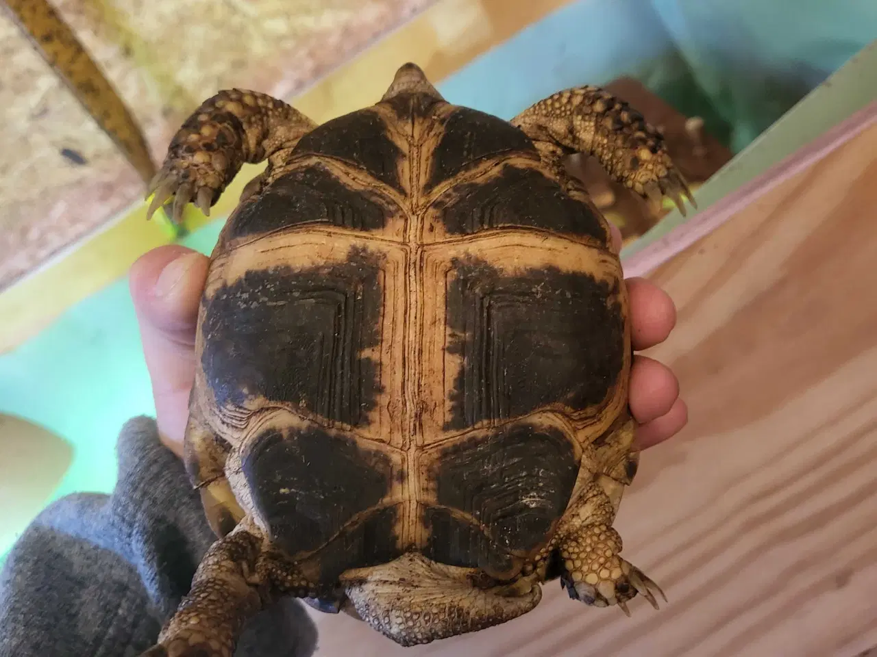 Billede 3 - Russisk landskildpadde.
