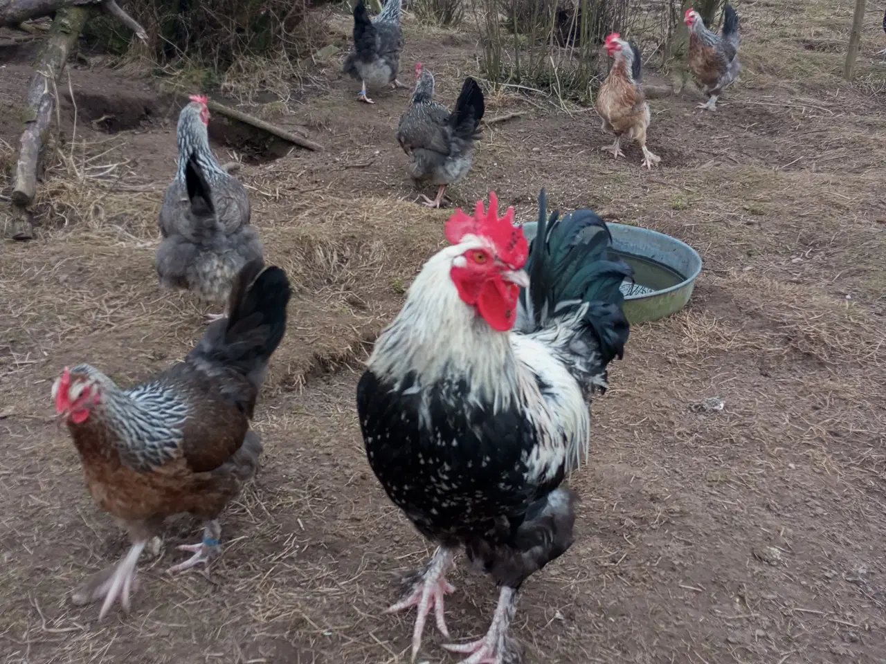 Billede 1 - Sølv laks maran rugeæg stor race 