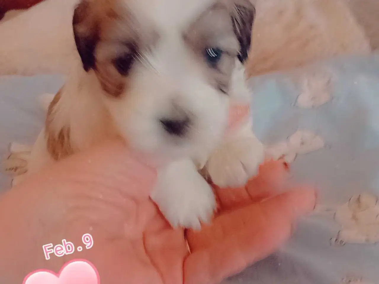 Billede 6 - Cotonese Hvalpe 