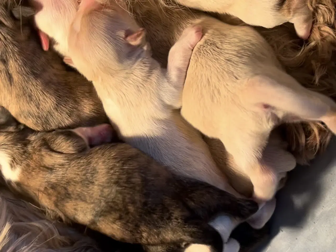 Billede 3 - Allergivenlige blandingshvalpe Bichon Havanais / S