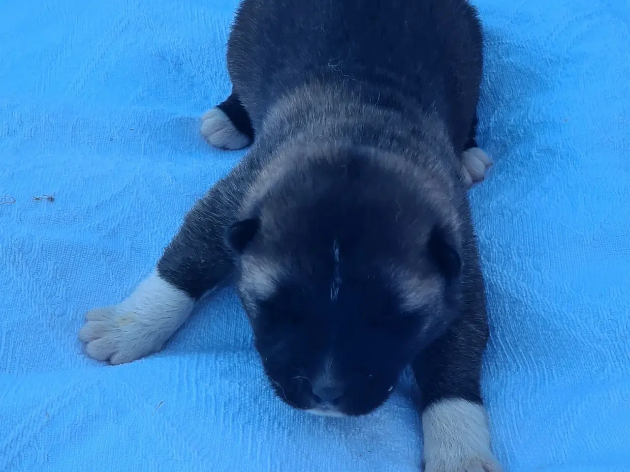 Billede 7 - Hundehvalpe Akita American 