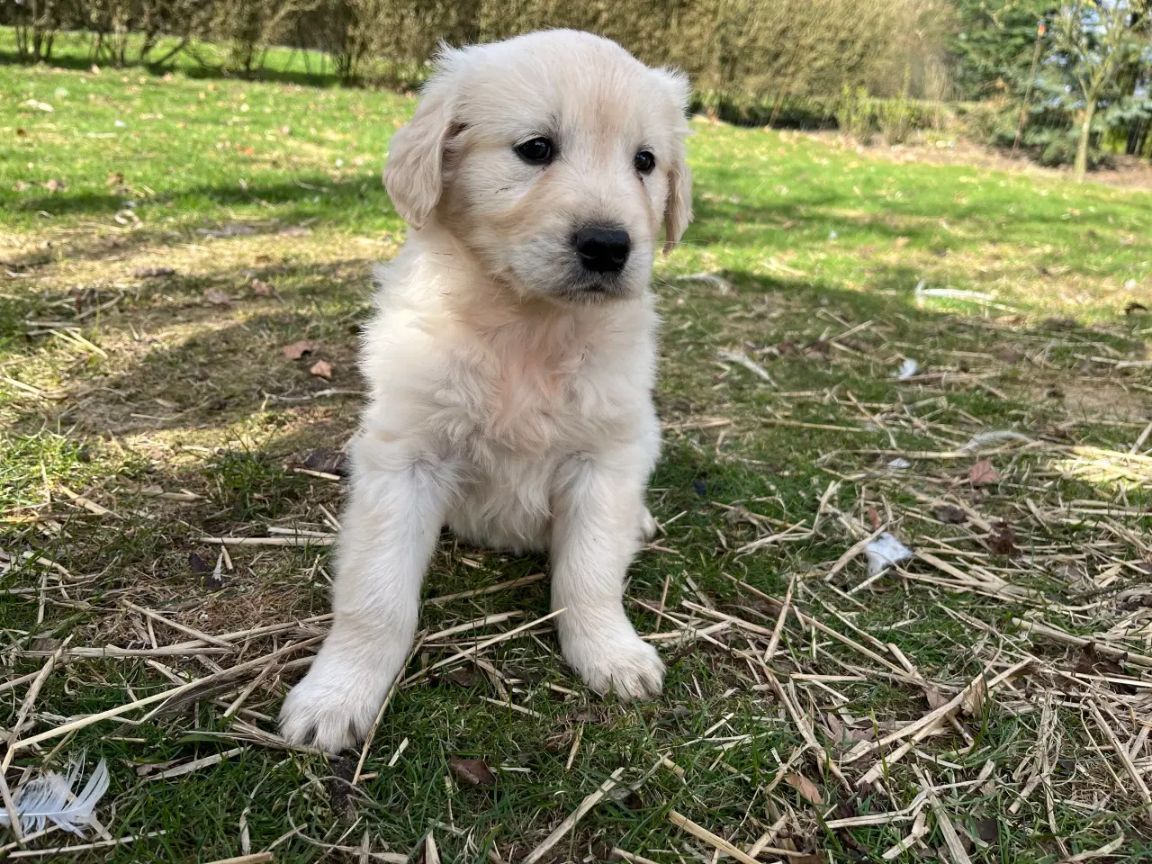 Billede 13 - 7 Golden retriever hvalpe sælges