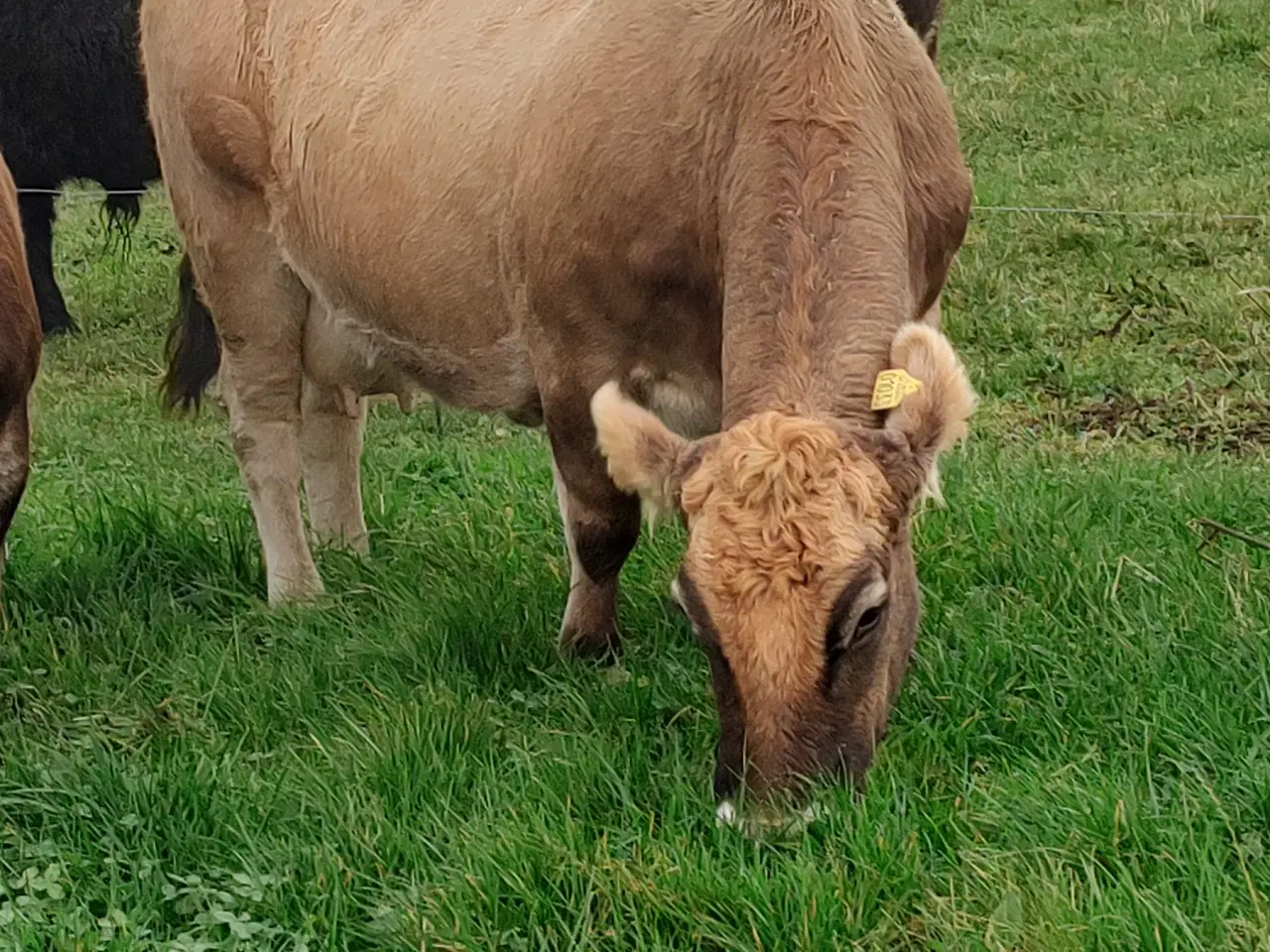 Billede 5 - Kødkvægs køer