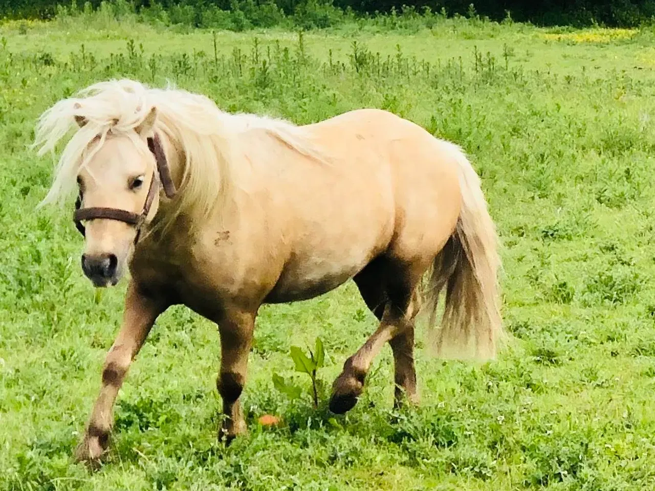 Billede 9 - Welsh / shetlænder 