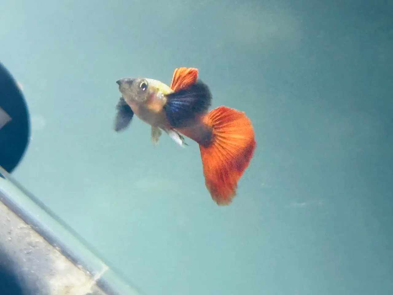 Billede 6 - Renstammede guppyer