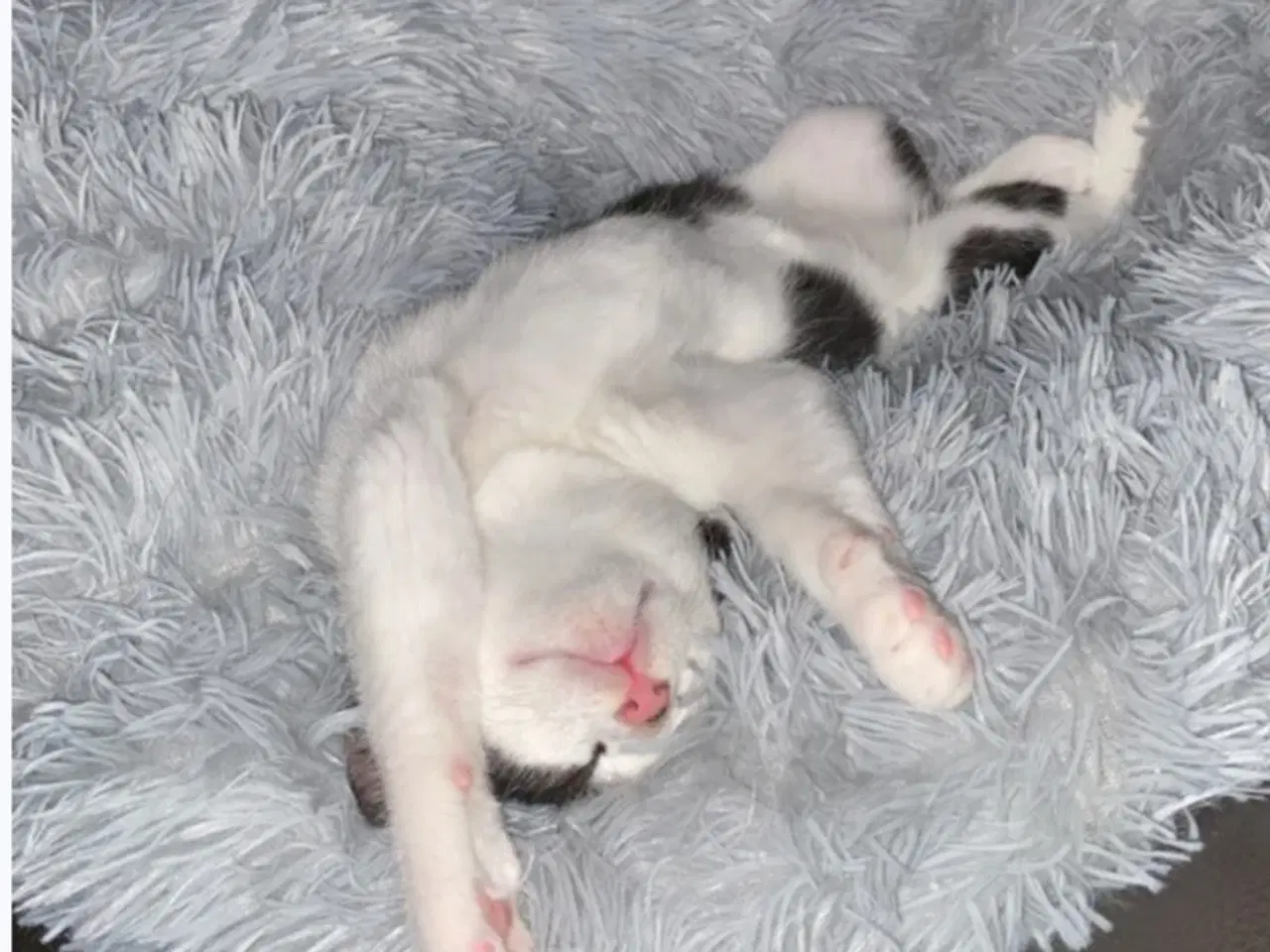 Billede 2 - Weise søger nyt hjem hvor han kan være ude og inde